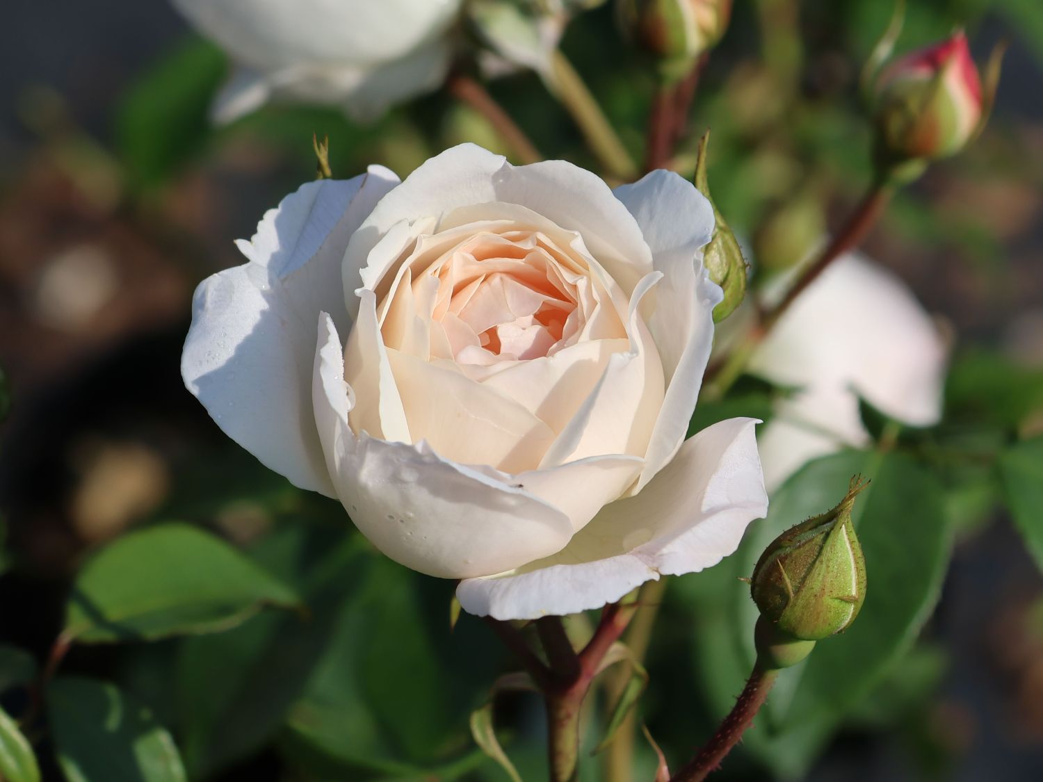 Englische Rose 'Desdemona' - Rosa 'Desdemona'