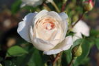 Englische Rose 'Desdemona' - Rosa 'Desdemona'