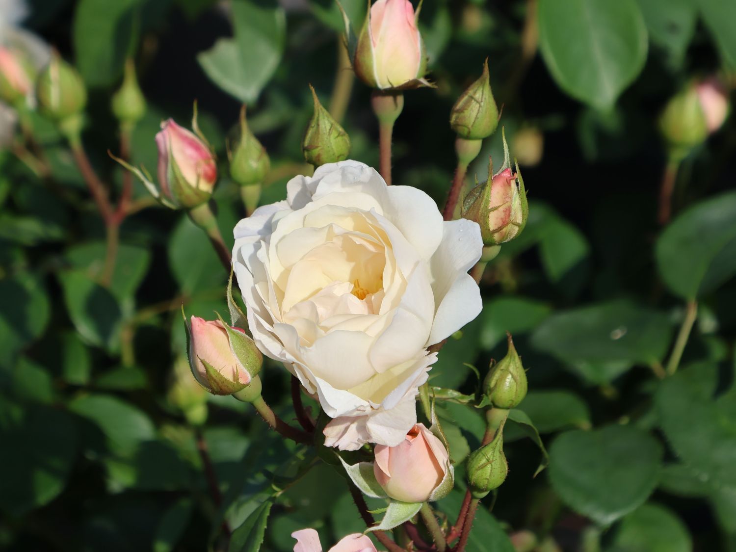 Englische Rose 'Desdemona' - Rosa 'Desdemona'