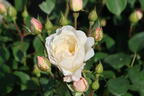 Englische Rose 'Desdemona' - Rosa 'Desdemona'