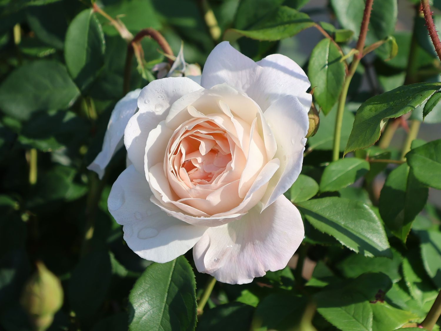 Englische Rose 'Desdemona' - Rosa 'Desdemona'