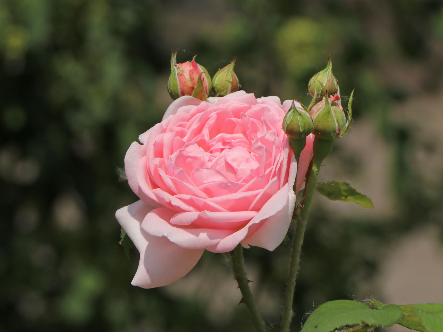 Englische Rose 'Eglantyne' ®
