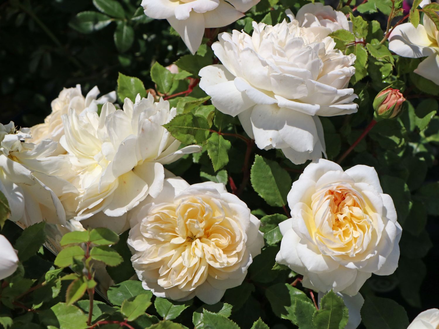 Englische Rose 'Emanuel' ®