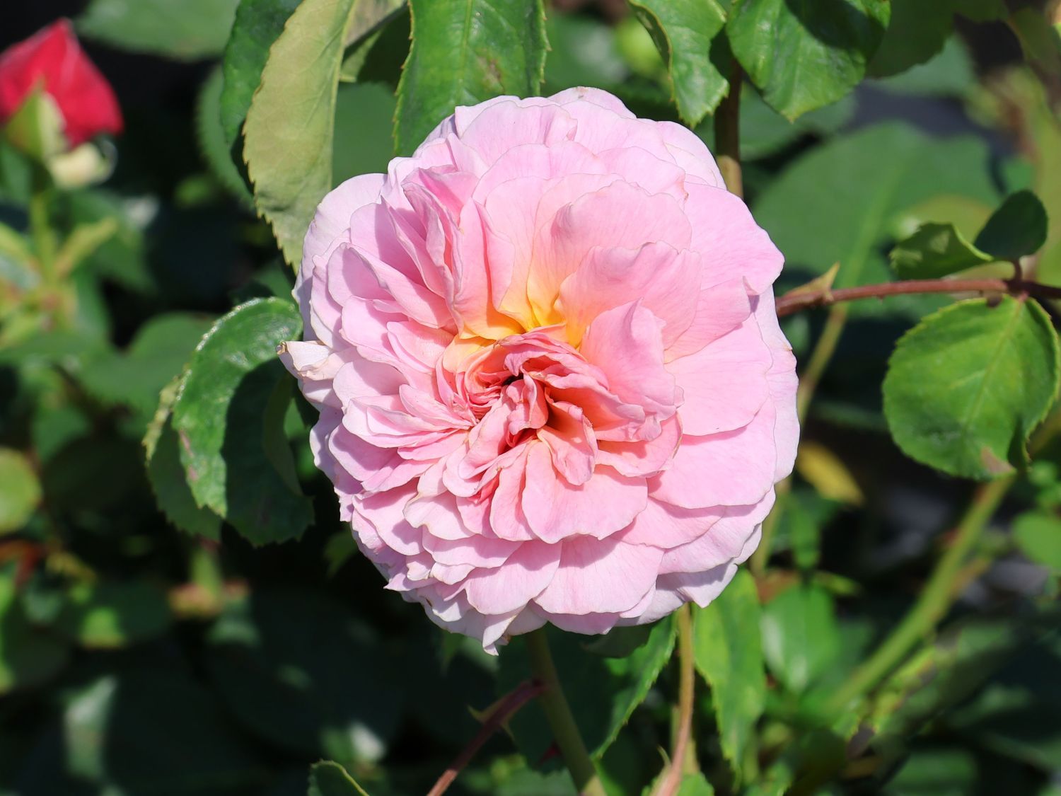 Englische Rose 'Eustacia Vye'