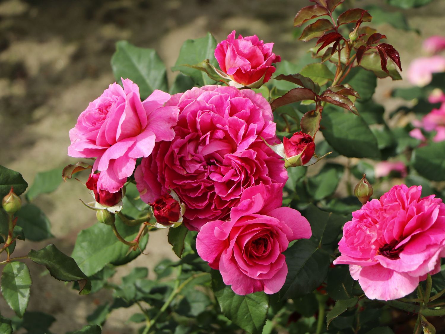 Englische Rose 'Gabriel Oak'