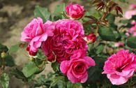 Englische Rose 'Gabriel Oak'