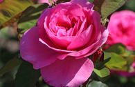 Englische Rose 'Gertrude Jekyll' ®