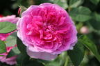 Englische Rose 'Gertrude Jekyll' ® - Rosa 'Gertrude Jekyll' ®
