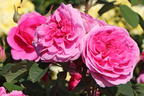 Englische Rose 'Gertrude Jekyll' ® - Rosa 'Gertrude Jekyll' ®