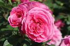 Englische Rose 'Gertrude Jekyll' ® - Rosa 'Gertrude Jekyll' ®