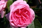 Englische Rose 'Gertrude Jekyll' ® - Rosa 'Gertrude Jekyll' ®