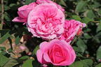 Englische Rose 'Gertrude Jekyll' ® - Rosa 'Gertrude Jekyll' ®
