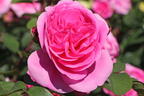 Englische Rose 'Gertrude Jekyll' ® - Rosa 'Gertrude Jekyll' ®