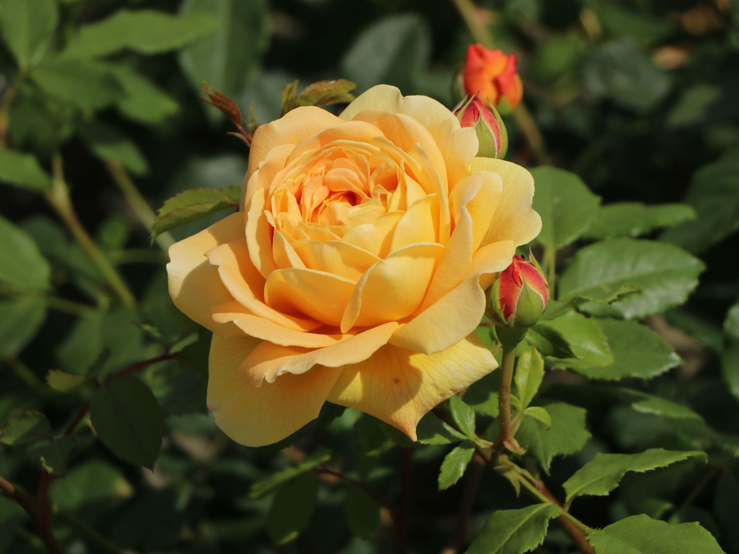 Englische Rose 'Golden Celebration'