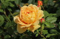 Englische Rose 'Golden Celebration'