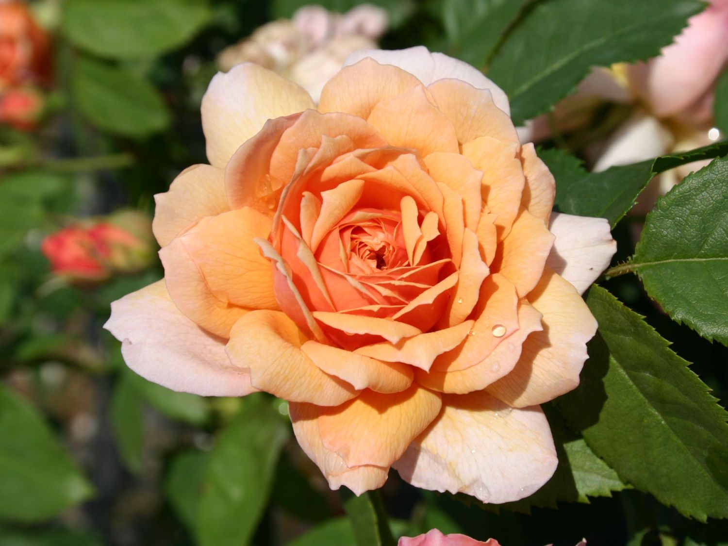 Englische Rose 'Grace' ®