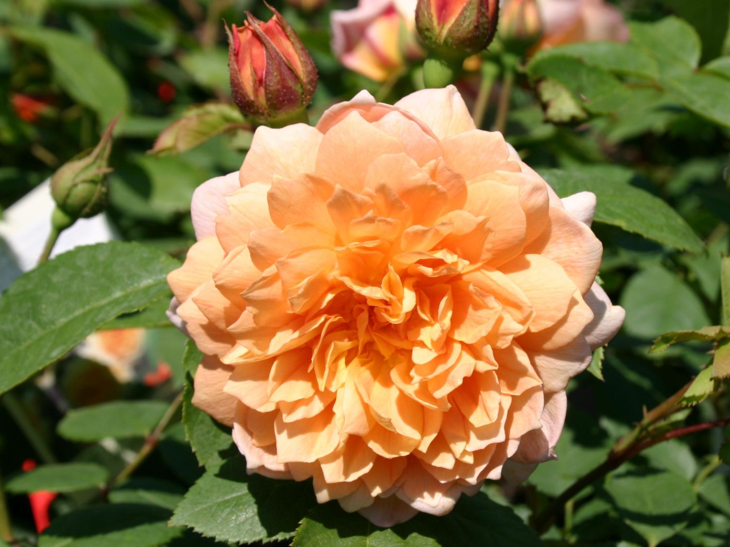 Englische Rose 'Grace' ® - Rosa 'Grace' ®