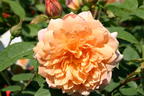 Englische Rose 'Grace' ® - Rosa 'Grace' ®