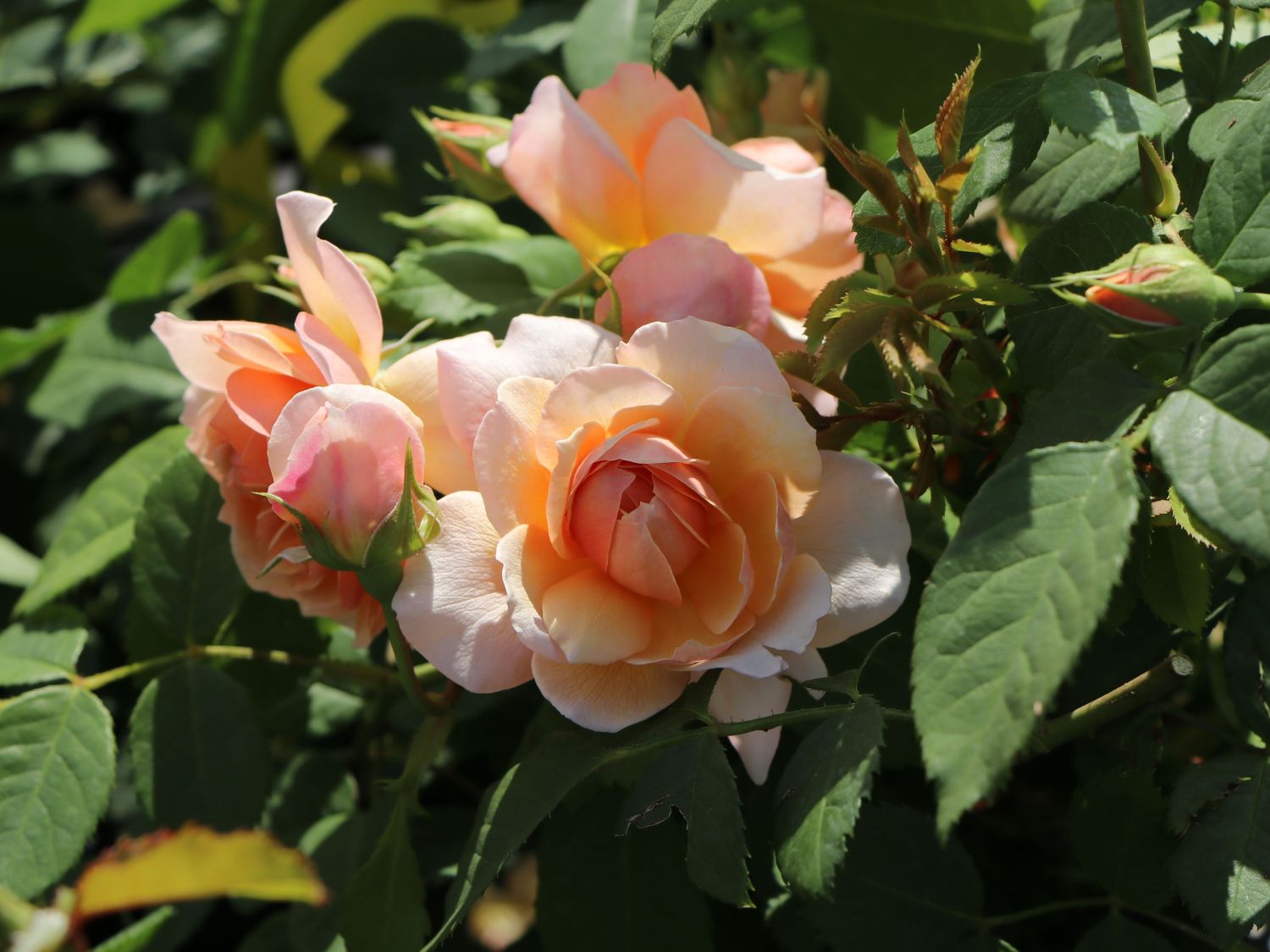 Englische Rose 'Grace' ® - Rosa 'Grace' ®