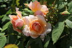 Englische Rose 'Grace' ® - Rosa 'Grace' ®