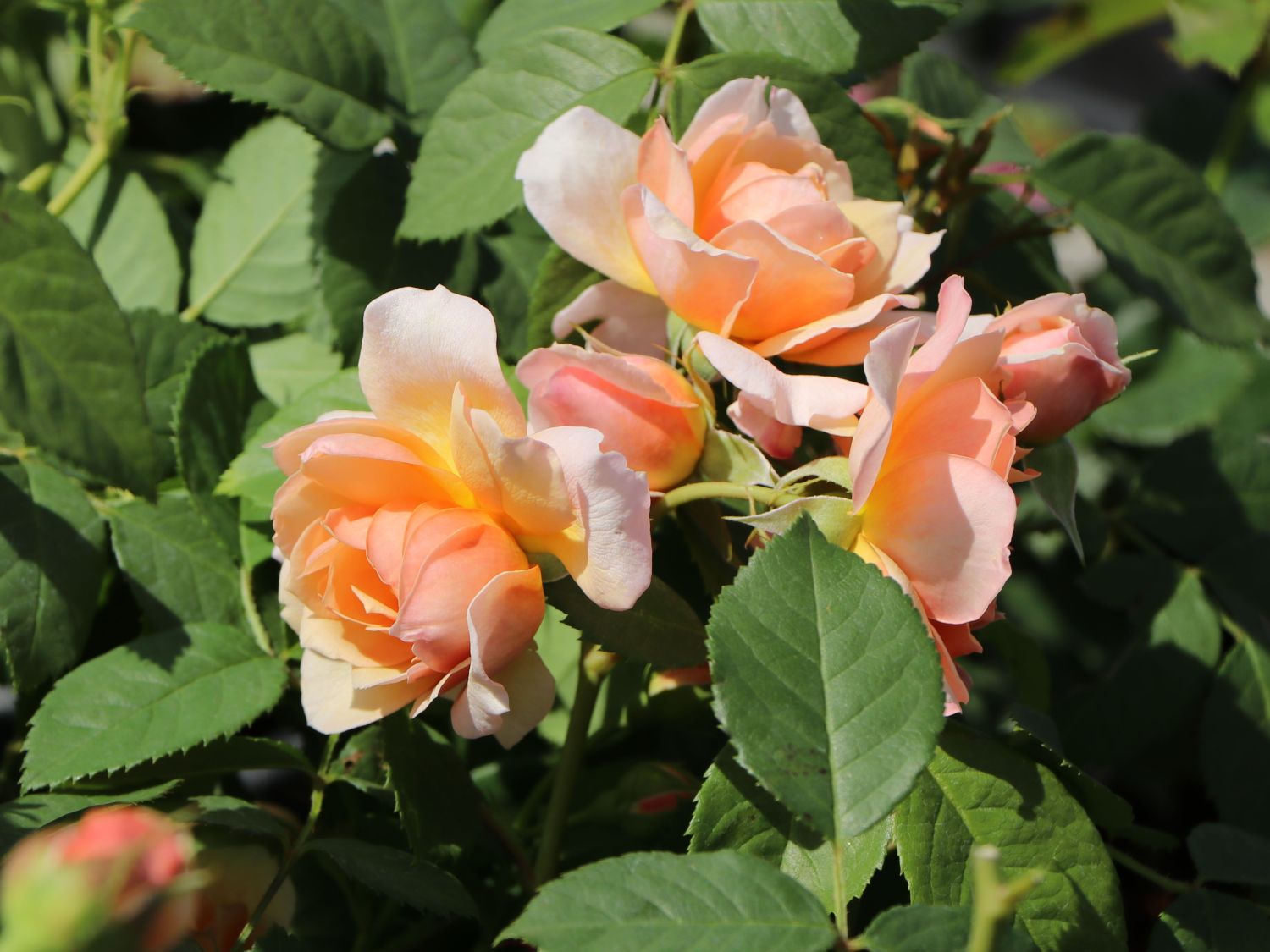 Englische Rose 'Grace' ® - Rosa 'Grace' ®