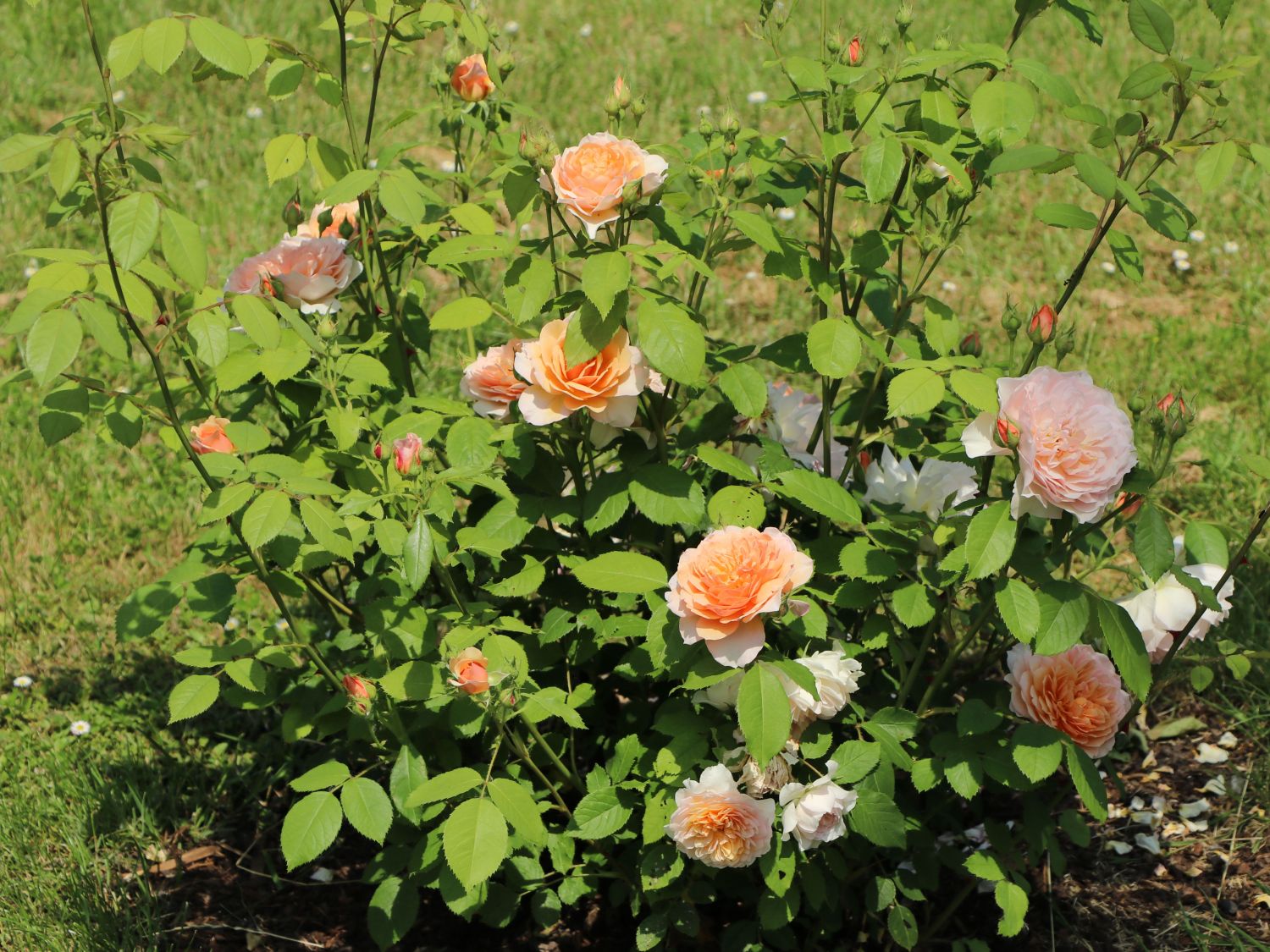Englische Rose 'Grace' ® - Rosa 'Grace' ®