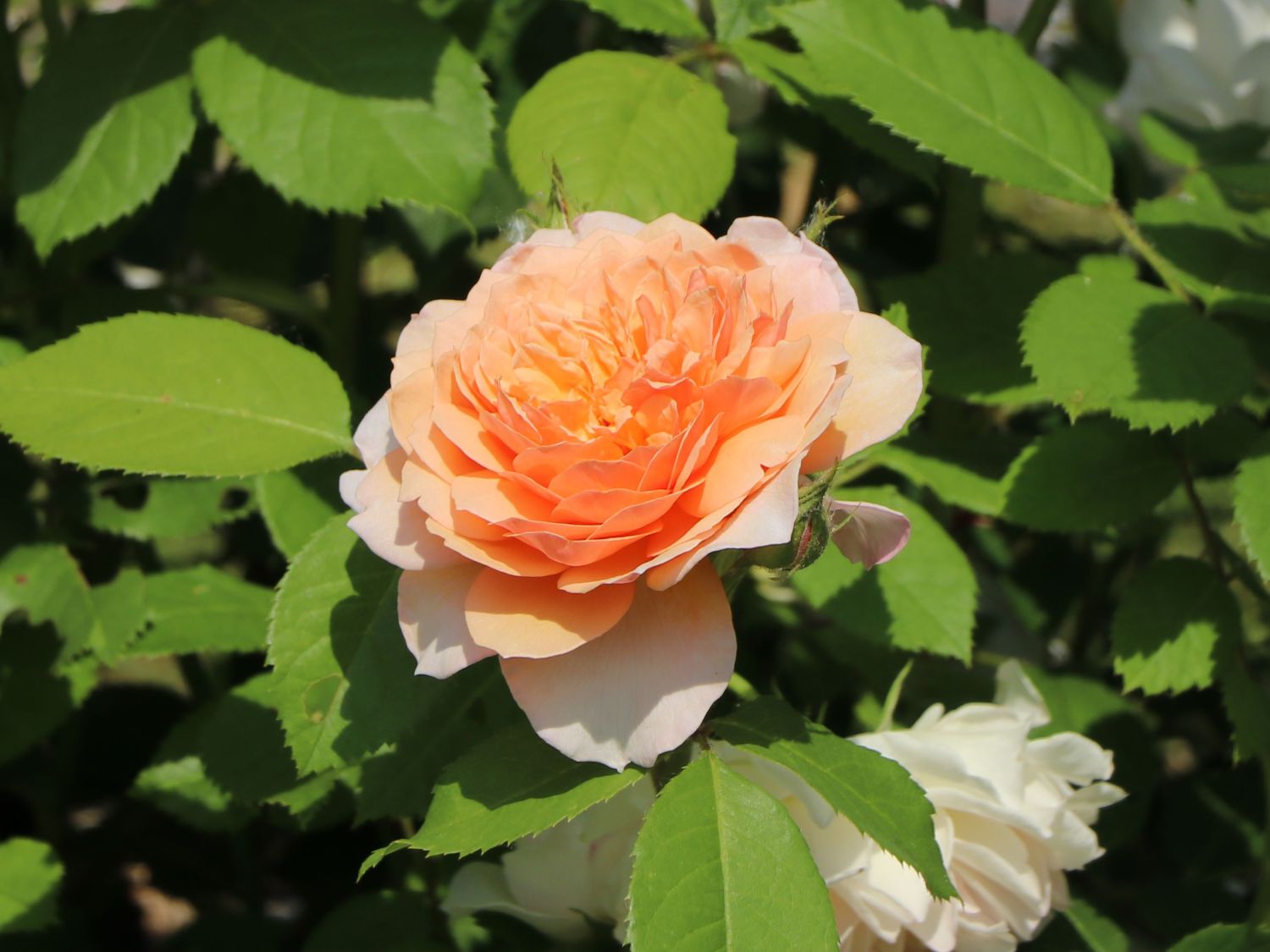 Englische Rose 'Grace' ® - Rosa 'Grace' ®