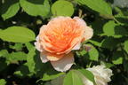 Englische Rose 'Grace' ® - Rosa 'Grace' ®