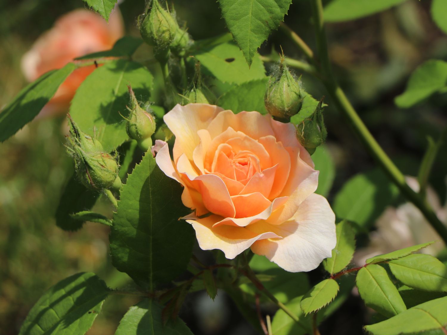 Englische Rose 'Grace' ® - Rosa 'Grace' ®