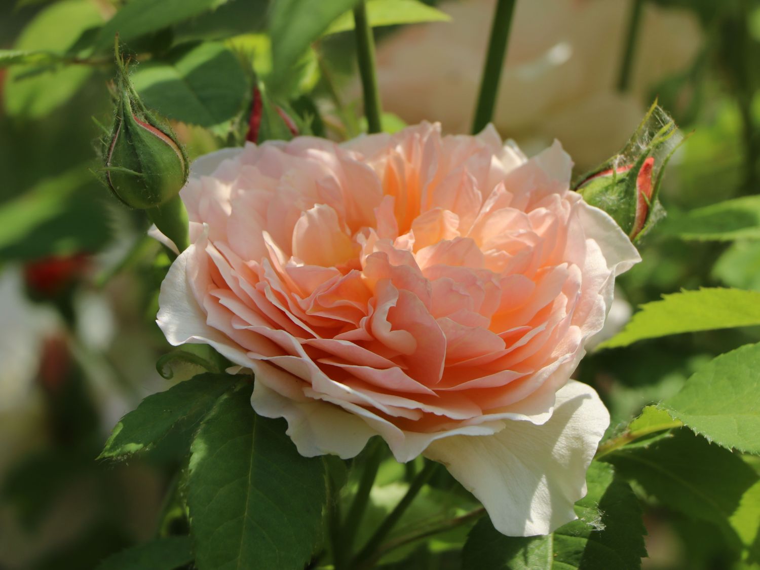 Englische Rose 'Grace' ® - Rosa 'Grace' ®