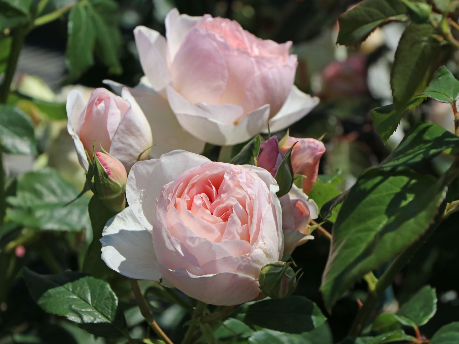 Englische Rose 'Heritage' ®