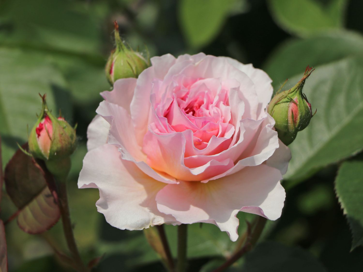 Englische Rose 'James Galway'