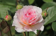 Englische Rose 'James Galway'