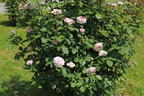 Englische Rose 'James Galway' - Rosa 'James Galway'