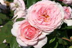 Englische Rose 'James Galway' - Rosa 'James Galway'