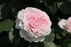Englische Rose 'James Galway' - Rosa 'James Galway'