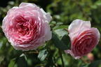 Englische Rose 'James Galway' - Rosa 'James Galway'