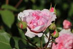 Englische Rose 'James Galway' - Rosa 'James Galway'