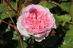 Englische Rose 'James Galway' - Rosa 'James Galway'