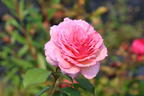 Englische Rose 'James Galway' - Rosa 'James Galway'