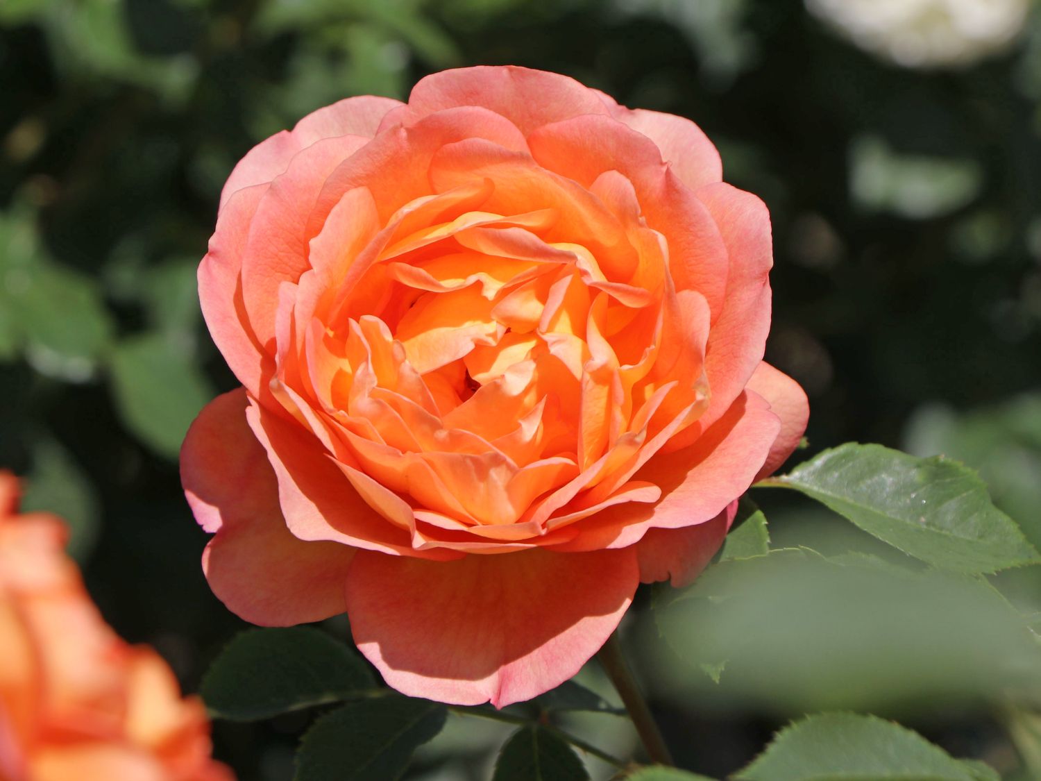 Englische Rose 'Lady of Shalott'