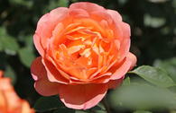 Englische Rose 'Lady of Shalott'