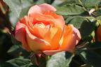 Englische Rose 'Lady of Shalott' - Rosa 'Lady of Shalott'