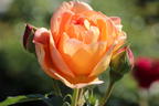 Englische Rose 'Lady of Shalott' - Rosa 'Lady of Shalott'