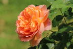 Englische Rose 'Lady of Shalott' - Rosa 'Lady of Shalott'