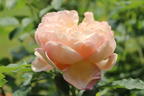 Englische Rose 'Lady of Shalott' - Rosa 'Lady of Shalott'