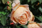 Englische Rose 'Lady of Shalott' - Rosa 'Lady of Shalott'