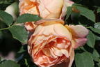 Englische Rose 'Lady of Shalott' - Rosa 'Lady of Shalott'
