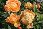 Englische Rose 'Lady of Shalott' - Rosa 'Lady of Shalott'