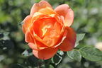 Englische Rose 'Lady of Shalott' - Rosa 'Lady of Shalott'